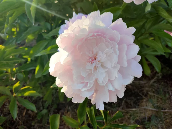 Large big peony flower with large petals of pink color with green leaves close-up. Beautiful blossoming of beautiful Peony flower. Beautiful flower peony blossom in spring on flowerbed in park garden