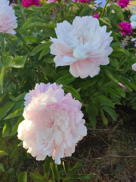 Large big peony flower with large petals pink white color with green leaves close-up. Beautiful blossoming of beautiful Peony flower. Beautiful flower peony blossom in spring on flowerbed park garden