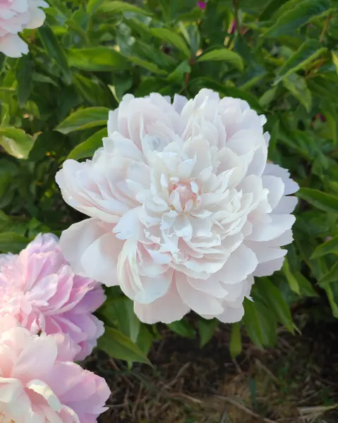 Large big peony flower with large petals pink white color with green leaves close-up. Beautiful blossoming of beautiful Peony flower. Beautiful flower peony blossom in spring on flowerbed park garden