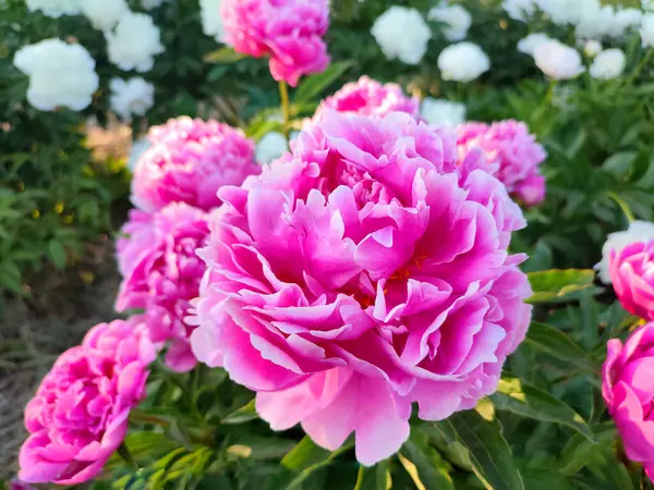 Large big peony flower with large petals of pink crimson red color with white border and green leaves close-up. Beautiful blossoming of beautiful Peony flower. Beautiful flower peony blossom in spring