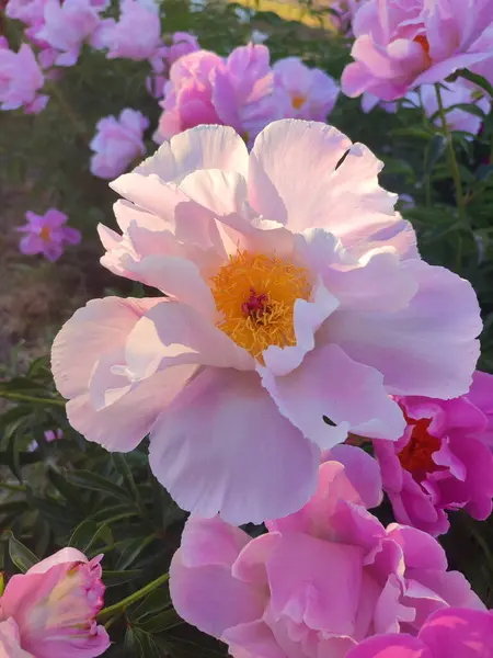 Large big peony flower with large petals of pink crimson red color with stamens and green leaves close-up. Beautiful blossoming of Peony flower on morning evening. Flower peony blossom in spring