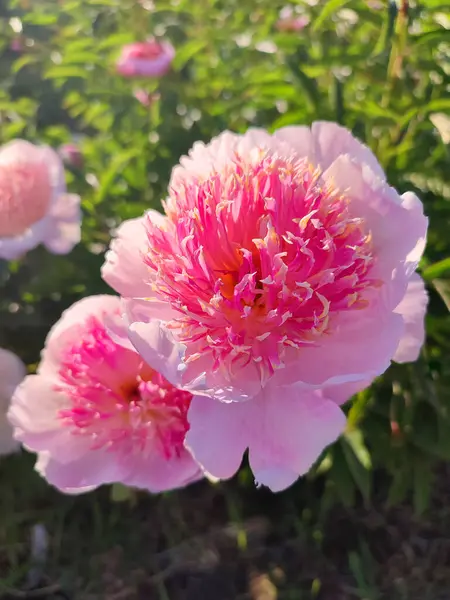 Large big peony flower with large petals of pink crimson red color with stamens and green leaves close-up. Beautiful blossoming of beautiful Peony flower. Beautiful flower peony blossom in spring