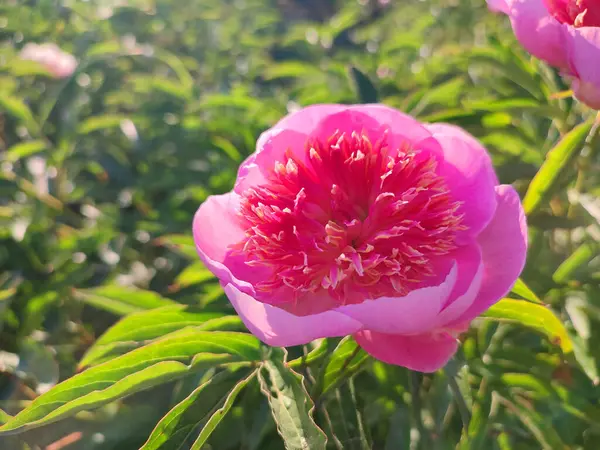 Large big peony flower with large petals of pink crimson red color with stamens and green leaves close-up. Beautiful blossoming of beautiful Peony flower. Beautiful flower peony blossom in spring