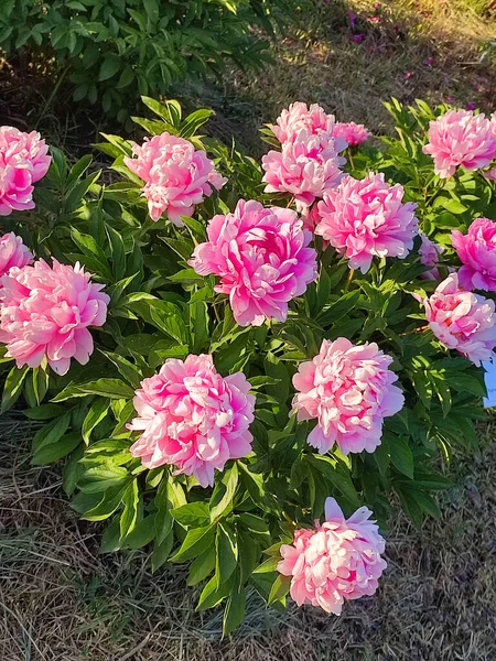 Large big peony flower with large petals of pink crimson red color with white border and green leaves close-up. Beautiful blossoming of beautiful Peony flower. Beautiful flower peony blossom in spring