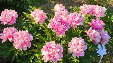 Büyük, kırmızı pembe yapraklı, beyaz kenarlı, yeşil yapraklı, büyük, şakayıksı bir çiçek. Güzel şakayık çiçeğinin güzel çiçekleri. Güzel çiçekli şakayık çiçekleri baharda