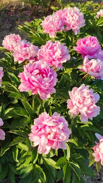 Große Große Pfingstrosenblüte Mit Großen Blütenblättern Von Rosa Purpurroter Farbe — Stockvideo