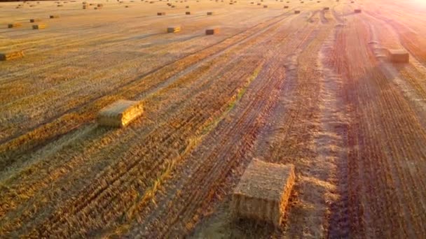 Квадратні Тюки Пресованої Пшеничної Соломи Лежать Полі Після Збору Пшениці — стокове відео