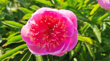 Büyük, kırmızı pembe taç yaprakları ve yakın plan yeşil yaprakları olan büyük, şakayıksı bir çiçek. Güzel şakayık çiçeğinin güzel çiçekleri. Güzel çiçekli şakayık çiçekleri baharda