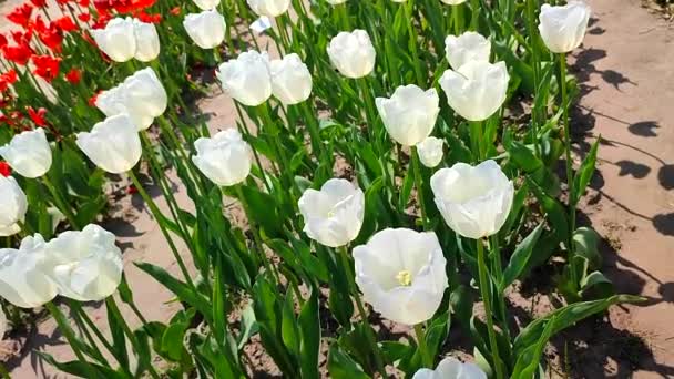 Des Tulipes Tulipe Blanche Fleurs Journée Ensoleillée Printemps Tulipe Éclatante — Video
