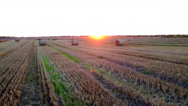 Many Bales Wheat Straw Twisted Rolls Long Shadows Wheat Harvest — Stock Video