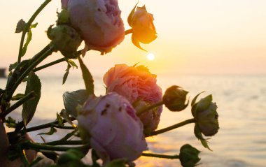 Gün batımında deniz kıyısının kumsalında uzanan gül çiçekleri. Yakın plan. Deniz kıyısındaki kumların üzerinde çiçek açan pembe güller ve yükselen güneş. Romantik ruh halini kavra.