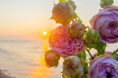Gün batımında deniz kıyısının kumsalında uzanan gül çiçekleri. Yakın plan. Deniz kıyısındaki kumların üzerinde çiçek açan pembe güller ve yükselen güneş. Romantik ruh halini kavra.