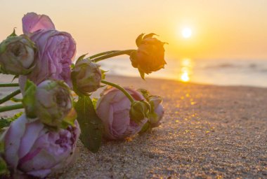 Gün batımında deniz kıyısının kumsalında uzanan gül çiçekleri. Yakın plan. Deniz kıyısındaki kumların üzerinde çiçek açan pembe güller ve yükselen güneş. Romantik ruh hali romantik konsept