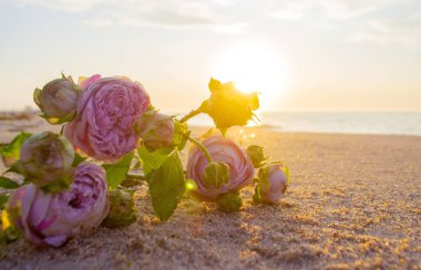 Gün batımında deniz kıyısının kumsalında uzanan gül çiçekleri. Yakın plan. Deniz kıyısındaki kumların üzerinde çiçek açan pembe güller ve yükselen güneş. Romantik ruh hali romantik konsept