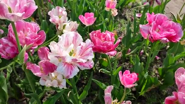 Des Tulipes Tulipe Rose Blanche Fleurs Jour Ensoleillé Printemps Tulipe — Video