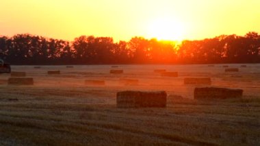 Yazın gün batımında tarladan samana saman iten hasatçıyı balya sürüş sahasına birleştirin. Buğday balyalarıyla dolu bir tarla. Sahada çok toz var. Tarım endüstrisi tarımsal hasat çalışmaları