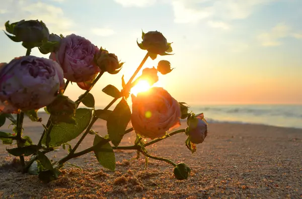 Rose flowers lying on sand of beach of sea shore coast at sunset dawn close-up. Blossoming blooming flowers of pink roses on sand of sea coast with setting rising sun. Romance mood romantic concept