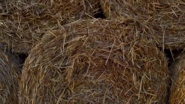 Багато Тюків Соломи Пшениці Пшеничному Полі Після Збору Пшениці Світанку — стокове відео