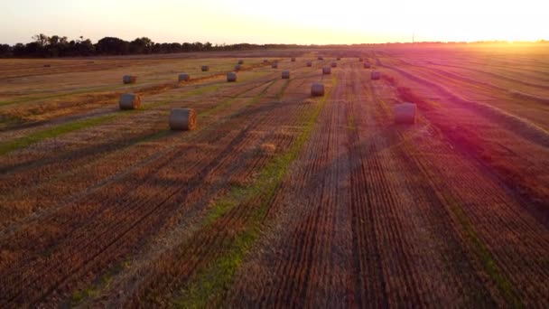 Многие Тюки Пшеничной Соломы Скрученные Рулоны Длинными Тенями После Сбора — стоковое видео