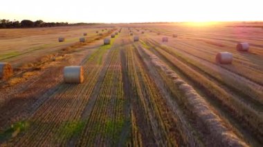 Buğday hasadından sonra uzun gölgelerle sarılmış pek çok saman balyası gün batımında tarlada uzanıyor. Tarlada saman balyaları üzerinde uçmak. Hava aracı görüntüsü. Tarım arazisi