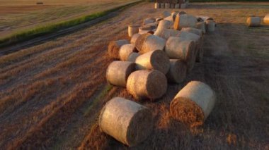 Gün batımında birçok bükülmüş kuru buğday kamışı tarlada rulo balyalarda. Hasattan sonra büyük saman balyaları tarlada rulo haline geldi. Kırsal güneşli manzara, kırsal manzara. Hava aracı görünümü,