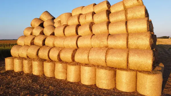 Many twisted bales of pressed wheat straw on field after wheat harvest at sunset and dawn. Compressed rolled dry straw bales on farm land on sundown. Agricultural farming industry. Agrarian industrial