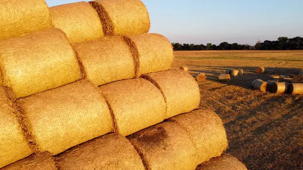 Many twisted bales of pressed wheat straw on field after wheat harvest at sunset and dawn. Compressed rolled dry straw bales on farm land on sundown. Agricultural farming industry. Agrarian industrial