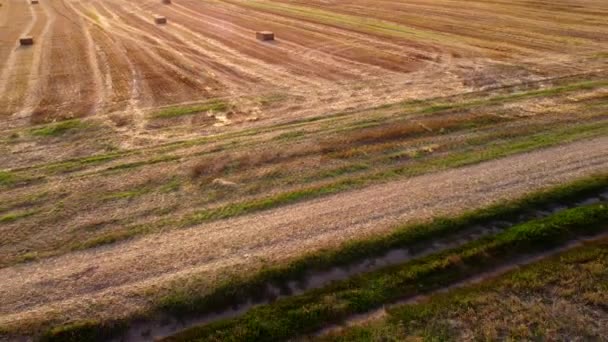 Many Bales Wheat Straw Rolls Wheat Field Wheat Harvest Sunset — Stock Video