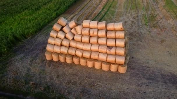 多くの圧縮乾燥小麦のわらは 日没の夜明けの間 秋の夏の朝のフィールドで丸いロールにねじれました 空中ドローンビュー コンセプト農業活動 農業産業 — ストック動画