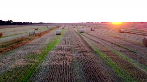 在日落时分 许多麦秆在小麦收获后被扭曲成长影的卷曲 躺在田里 在稻草包上飞舞 在田里打滚 空中无人驾驶飞机视图 农业景观 — 图库视频影像