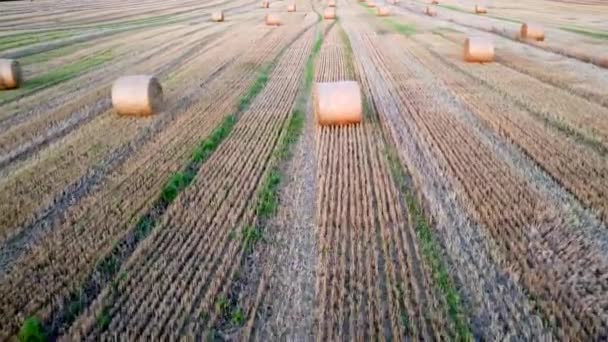 Buğday Hasadından Sonra Uzun Gölgelerle Sarılmış Pek Çok Saman Balyası — Stok video