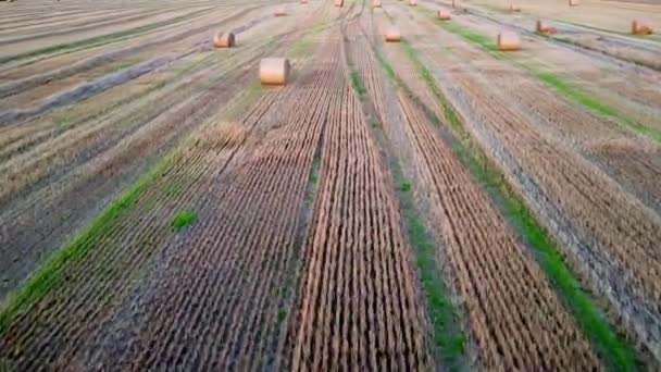 Many Bales Wheat Straw Twisted Rolls Long Shadows Wheat Harvest — Stock Video