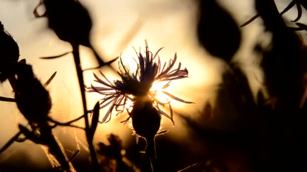 Sok Fekete Sötét Sziluett Egy Virág Szirmok Levelek Ellen Sárga — Stock videók