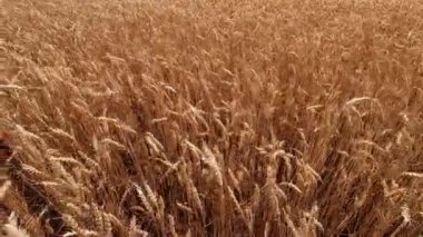 Sarı olgun kulaklar buğday tarlasında rüzgardan sarkan buğday başakları. Tarım endüstrisi tarım tarlası. Hasat mahsulü. Tahıl ekimi. Çiftçilik arka planı. Tarım geçmişi
