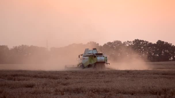 2023年8月19日 ウクライナのタセラ 夏の夕方に畑で小麦を刈り取るハーベスター たくさんの塵がフィールドで結合します 収穫する — ストック動画