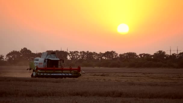 2023年8月19日 ウクライナのタセルナ 夏の夕方にフィールドを横断する小麦を収穫するために組み合わせます 収穫する — ストック動画