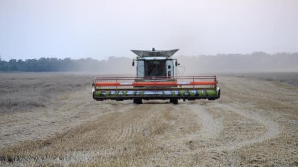 Bila Tserkva Ukraine August 2023 Combine Harvesting Wheat Driving Field — Stock Video