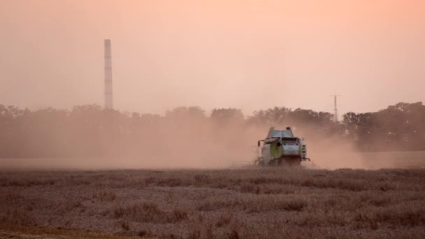 Bila Tserkva Ukraine August 2023 Combine Harvester Reaping Wheat Field — Stock Video
