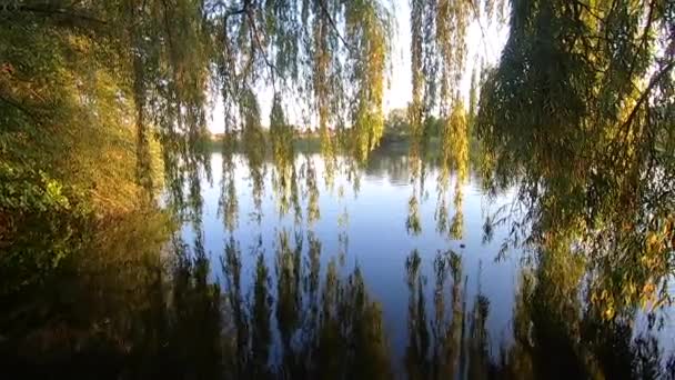Nad Vodou Řeky Visely Větve Vrbového Stromu Odrážely Hladině Slunečného — Stock video