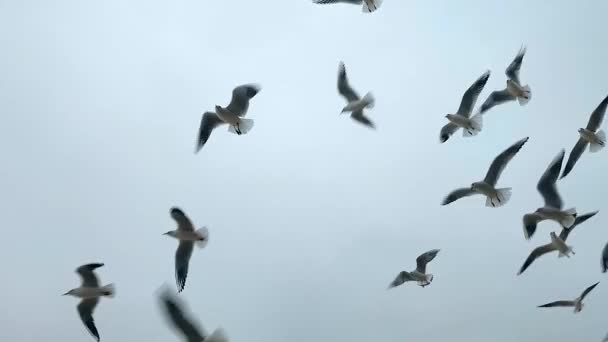 海鸥在天空中飞翔 许多白色的海鸥在多云的天气在天空中飞翔 成群的鸟儿 底部视图 — 图库视频影像