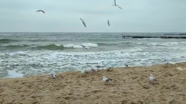Many White Sea Gulls Sand Circling Patching Air Sandy Beach — Stock Video