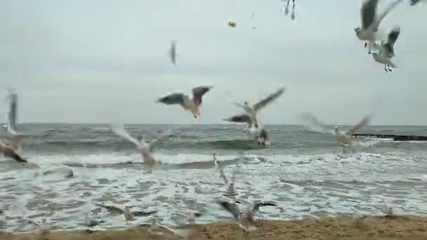 Viele Weiße Möwen Auf Dem Sand Fliegen Auf Nahrungssuche Und — Stockvideo