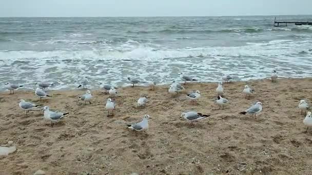 许多白色的海鸥在沙滩上盘旋 在多云的天气里 在靠近海浪的海滨沙滩的空气中打补丁 — 图库视频影像