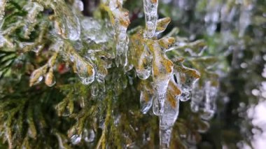 Her zaman yeşil olan thuja dalları üzerinde uzun buz sarkıtları. İlkbahar günü, çalı yapraklarının üzerindeki uzun su buzu. Donmuş kristal dallar. Buza bulanmış dallar. Doğa geçmişi. Doğal arkaplan