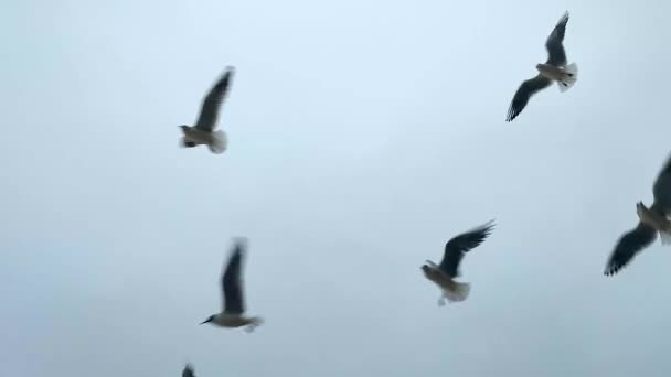 Чайки Летают Небе Многие Белые Морские Чайки Летают Небе Облачную — стоковое видео