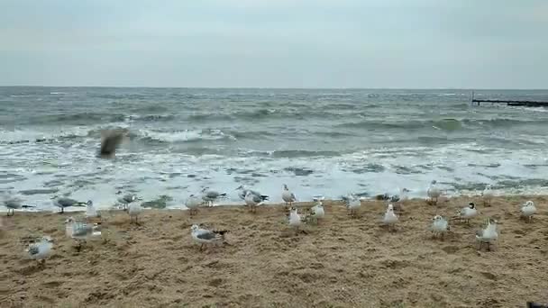 Многие Белые Морские Чайки Песке Кружатся Патчингуя Воздухе Песчаного Пляжа — стоковое видео