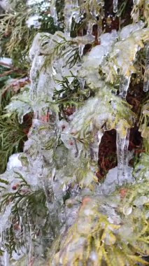 Her zaman yeşil olan thuja dalları üzerinde çok uzun buz sarkıtları. Bahar günü, uzun, eriyen buzdan damlayan su damlaları çalı yapraklarının üzerine dökülür. Donmuş dallar. Doğa geçmişi. Doğal arkaplan Dikey
