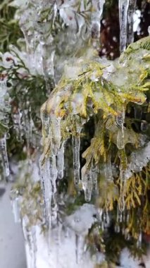 Her zaman yeşil olan thuja dalları üzerinde çok uzun buz sarkıtları. Bahar günü, uzun, eriyen buzdan damlayan su damlaları çalı yapraklarının üzerine dökülür. Donmuş dallar. Doğa geçmişi. Doğal arkaplan Dikey