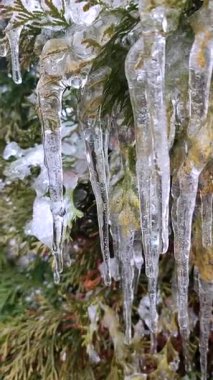 Her zaman yeşil olan thuja dalları üzerinde çok uzun buz sarkıtları. Bahar günü, uzun, eriyen buzdan damlayan su damlaları çalı yapraklarının üzerine dökülür. Donmuş dallar. Doğa geçmişi. Doğal arkaplan Dikey