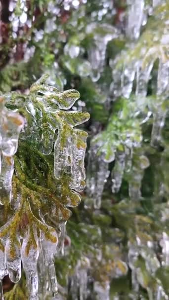 常绿藤枝条上的很长的冰柱都是特写 冬春的日子里 从长长的融化的冰上滴下的水滴在灌木丛的叶子上 冻死的树枝自然背景 自然背景垂直 — 图库视频影像